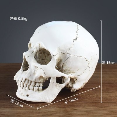 【熱賣精選】頭骨結構模型美術藝術教學人物素描真骷髏解剖教具1:1頭部骨骼