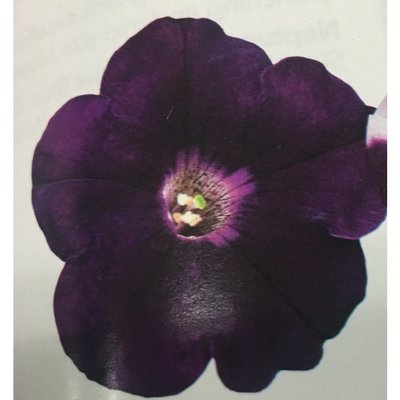 ↖      歐洲矮牽牛    暗紫紅  (種子)　可吊盆或盆植↗ 特價 種子