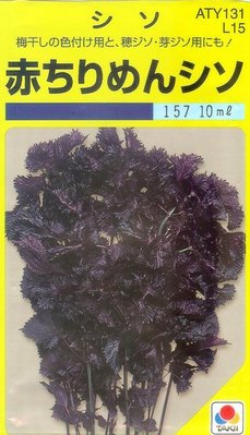 【蔬菜種子S027】紅紫蘇~~嫩葉常見於生菜沙拉中及滷、 炒、煮等、特別是煎魚的辛香材料