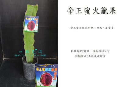 心栽花坊-帝王蜜火龍果/4吋/火龍果品種/水果苗/售價160特價140