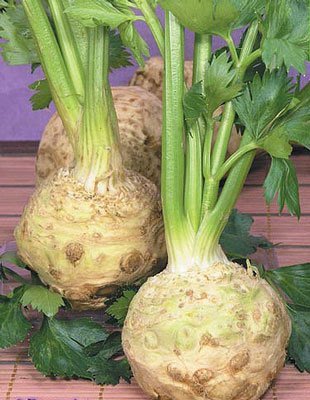 【大包裝蔬菜種子L158】今香根芹菜~ 根葉均可食用，芹菜香味濃厚。
