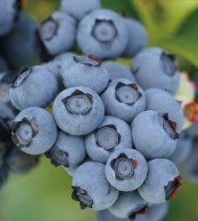 "草莓一族"美國加州藍莓/8粒入種子