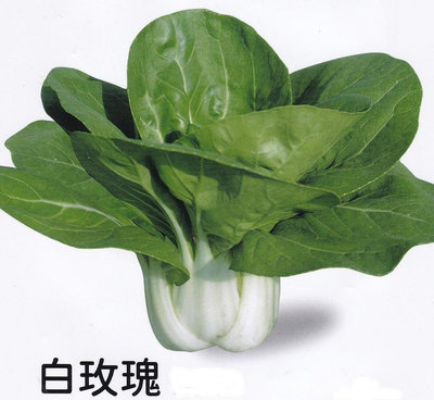 【蔬菜種子S470】白玫瑰小白菜~葉片葉柄柔嫩，無纖維，味鮮美，品質優良。