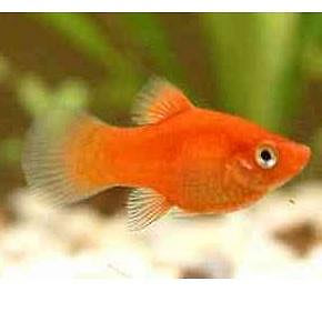 紅球魚 專用魚飼料 黃球 黑球 白球 天鵝 小紅豆 室外 藍米奇
