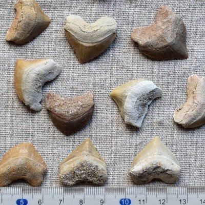 天然烏鴉鯊魚牙化石古生物創意禮品懷舊贈品科普教學標本隨機凌雲閣化石隕石 促銷
