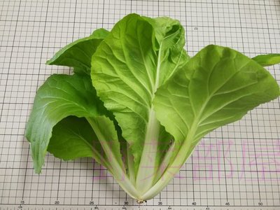 【野菜部屋~】F31 蜜雪兒小白菜種子50公克 ,生長快 , 抽苔晚 , 每包170元  ~