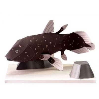 兒童益智手工制作仿真海洋生物腔棘魚立體3D紙質模型紙藝玩具~~特價