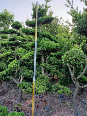 ╭＊田尾玫瑰園＊╯景觀用樹-(片狀羅漢松)高3米12000元