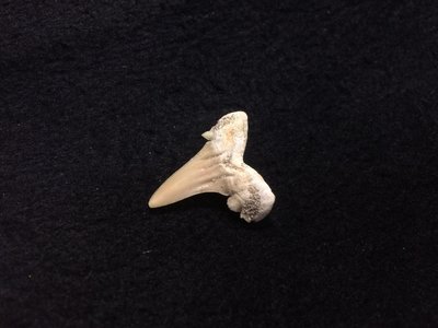 【小川堂】收藏標本 大堡礁 澳洲 早期收藏 鯊魚牙齒 非保育類 化石 齒化石 大白鯊牙齒 避邪 化煞 保證真品