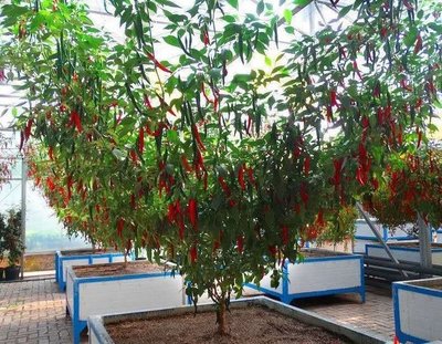 【大包裝蔬菜種子L123】紅辣椒樹~可連續生長6年。1年比1年豐產，盛產期單株結辣椒100公斤以上。