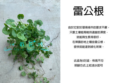 心栽花坊-雷公根/含殼草/香料香草植物/5吋/綠化環境/售價150特價120