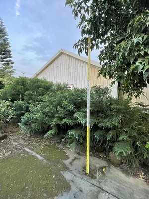 《榮恩園藝》肯氏南洋杉，高度5-6尺，美植袋裝
