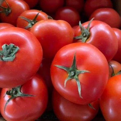 當日現採全紅番茄15斤1箱(4~5月)