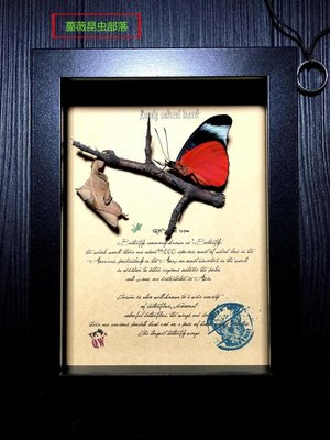 昆蟲記~亞馬遜雨林·令人驚嘆的物種·神秘的蛺蝶+++08-特價