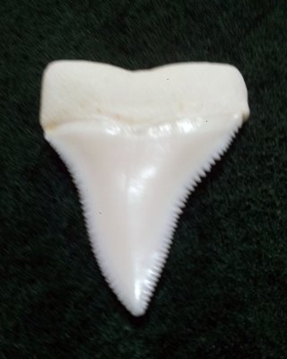 (New 大白鯊嘴牙) 4.1公分真正大白鯊(上鍔)鯊魚牙..無刮痕無缺齒. A標本級. 稀有! #21.413307