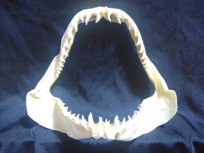 [馬加鯊嘴牙]24公分馬加鯊魚嘴..專家製作雪白無魚腥味!..是標本也是掛飾.!.  #18.24215