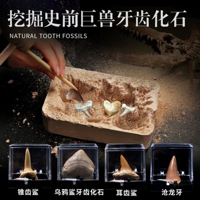 考古挖掘4種天然牙齒化石滄龍牙鯊魚牙古生物化石標本兒童禮物凌雲閣化石隕石 促銷