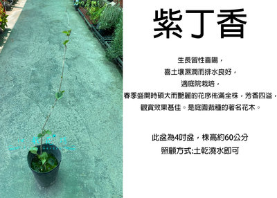 心栽花坊-紫丁香/4吋/綠化植物/綠籬植物/綠化環境/售價1600特價1300