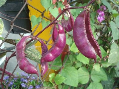 【蔬菜種子S268】紅皮紅花鵲豆(肉豆) ~ 20顆種子。性質強健，粗放生長力強，產量多，收期長，豆莢扁平不易老化。