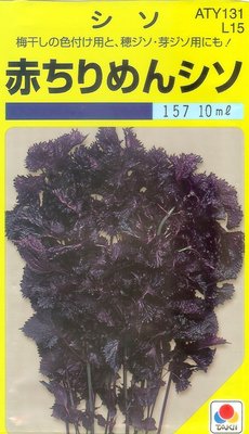 【大包裝蔬菜種子L027】紅紫蘇~~嫩葉常見於生菜沙拉中及滷、 炒、煮等、特別是煎魚的辛香材料