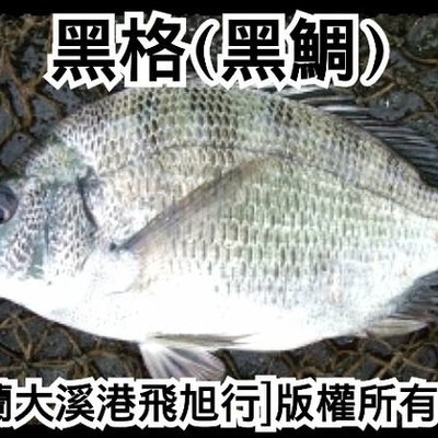 現流野生黑鯛 黑鯛 Yahoo奇摩拍賣