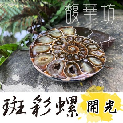 斑彩螺 活化石 菊石 鸚鵡螺 - 一對