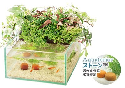 《魚趣館》日本 Suisaku 水作 魚草生態缸