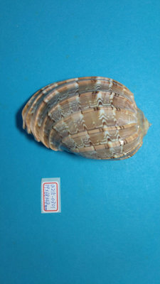 (shelllin 貝殼林) a215-0301 楊桃螺 (99*68*48 mm) F++/F+++