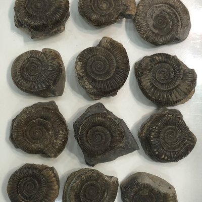 天然古生物螺化石結核螺化石教學科普標本海螺侏羅紀紋菊石4厘米凌雲閣化石隕石 促銷