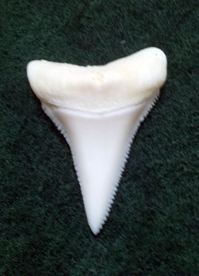 (New 大白鯊嘴牙) 3.9公分真正大白鯊(下鍔)鯊魚牙..無刮痕無缺齒. A標本級. 稀有! #37.392909
