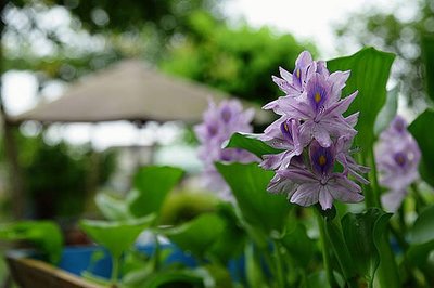 鳳眼蓮=雨久花=水風信子=水蓮花=水鴛鴦=浮水蓮花=布袋蓮=大水萍(最便宜3株1份40元)