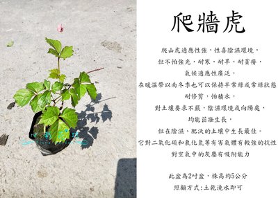 心栽花坊-爬牆虎/2吋盆/地被植物/蔓性/藤本/爬藤//售價40特價35