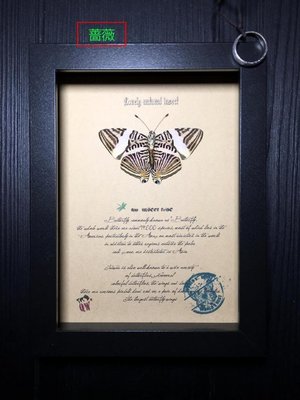 昆蟲記~亞馬遜雨林·令人驚嘆的物種·美麗的蛺蝶+++033-特價