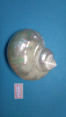 (shelllin 貝殼林)  a050-0202  夜光嶸螺磨光品 (87*91*65 mm)