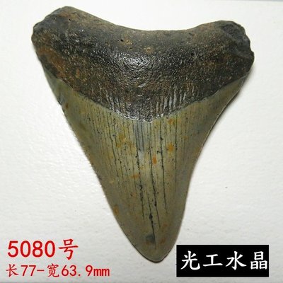 光工水晶阿賽斯特萊 史前巨齒鯊大牙鯊牙天然牙齒DIY吊墜千萬年原牙真牙齒 梅爾卡巴第三眼50.8g