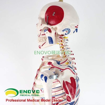 (ENOVO-023) 人體170CM骨骼附肌肉標識韌帶骨架標本骨骼模型醫學