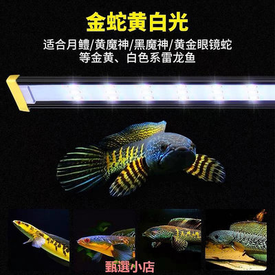 精品雷龍魚專用魚缸燈led防水照明燈眼鏡蛇巴卡七彩增艷藍黃紅誘色燈