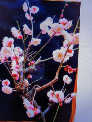 日本品種名字叫做宮本粉紅梅花，老粗頭4，5公分目前含苞待放中很好種植的梅花，便宜賣2450元一盆只有三盆優惠郵局免運費