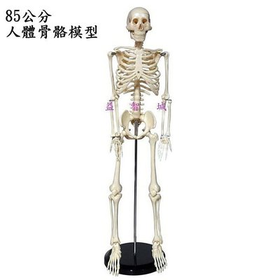 益智城新館《教學人體模型/教學模型/骨骼模型/骨頭模型/健康教育》人體骨骼模型/人骨模型/人體骨架~85公分