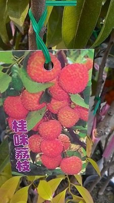 花花世界-水果苗 **桂味荔枝苗**4.5吋盆/高50-70cm/桂花香味/MA*不建議超取*