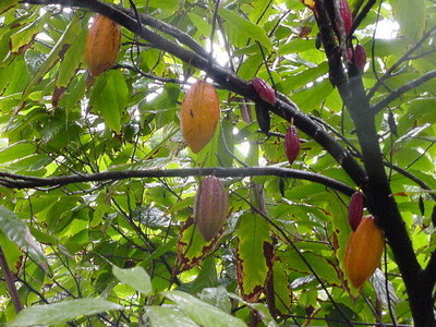 ╭☆東霖園藝☆╮稀有果樹(可可樹)巧克力的原料--.適合中部以南種植-特價100圓
