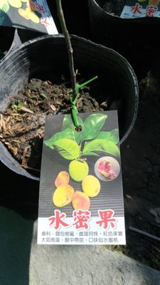 ╭☆東霖園藝☆╮稀有果樹---水密果