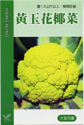 【野菜部屋~】E40 黃玉花椰菜種子0.08公克 , 大型黃色花蕾 , 生長旺盛 , 每包15元 ~
