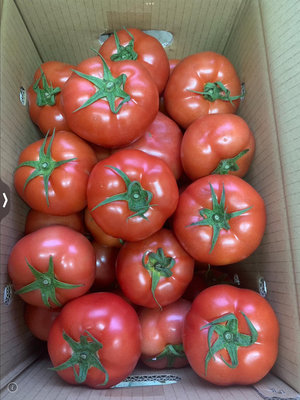 台東關山番茄王國 符合產銷履歷的現採無農藥無毒 大顆牛番茄10公斤500元起
