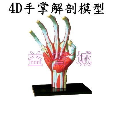 益智城《手部模型/器官模型/人體解剖模型/DIY模型/生物教具/手模型/手掌模型/4D Master 》4D手掌解剖模型