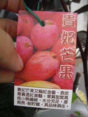 ╭☆東霖園藝☆╮新品水果苗(貴妃芒果)紅金龍芒果 ...特價150元