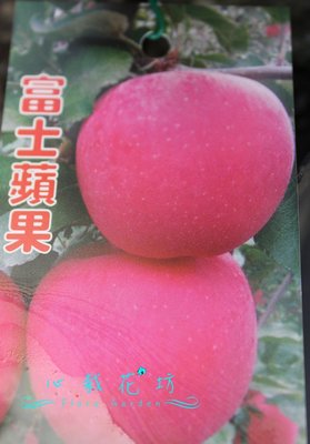 心栽花坊-富士蘋果/4吋/高約70/蘋果品種/嫁接苗/水果苗/售價200特價180