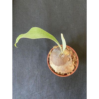 鹿角蕨 椰子樹 P.SSfoong側芽-非組培3吋盆觀葉植物 室內植物 文青小品/療癒蕨品