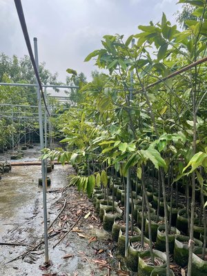 《榮恩園藝》實生毛柿，黑檀，高度2-2.5米，樹幅寬50-100公分
