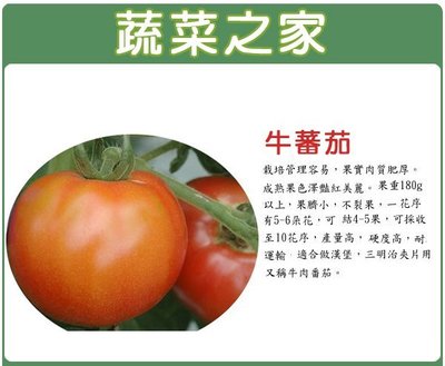 【蔬菜之家滿額免運】大包裝.G36牛番茄種子 0.2克(約72顆)  F1，日本進口.栽培容易 ※不適用郵寄